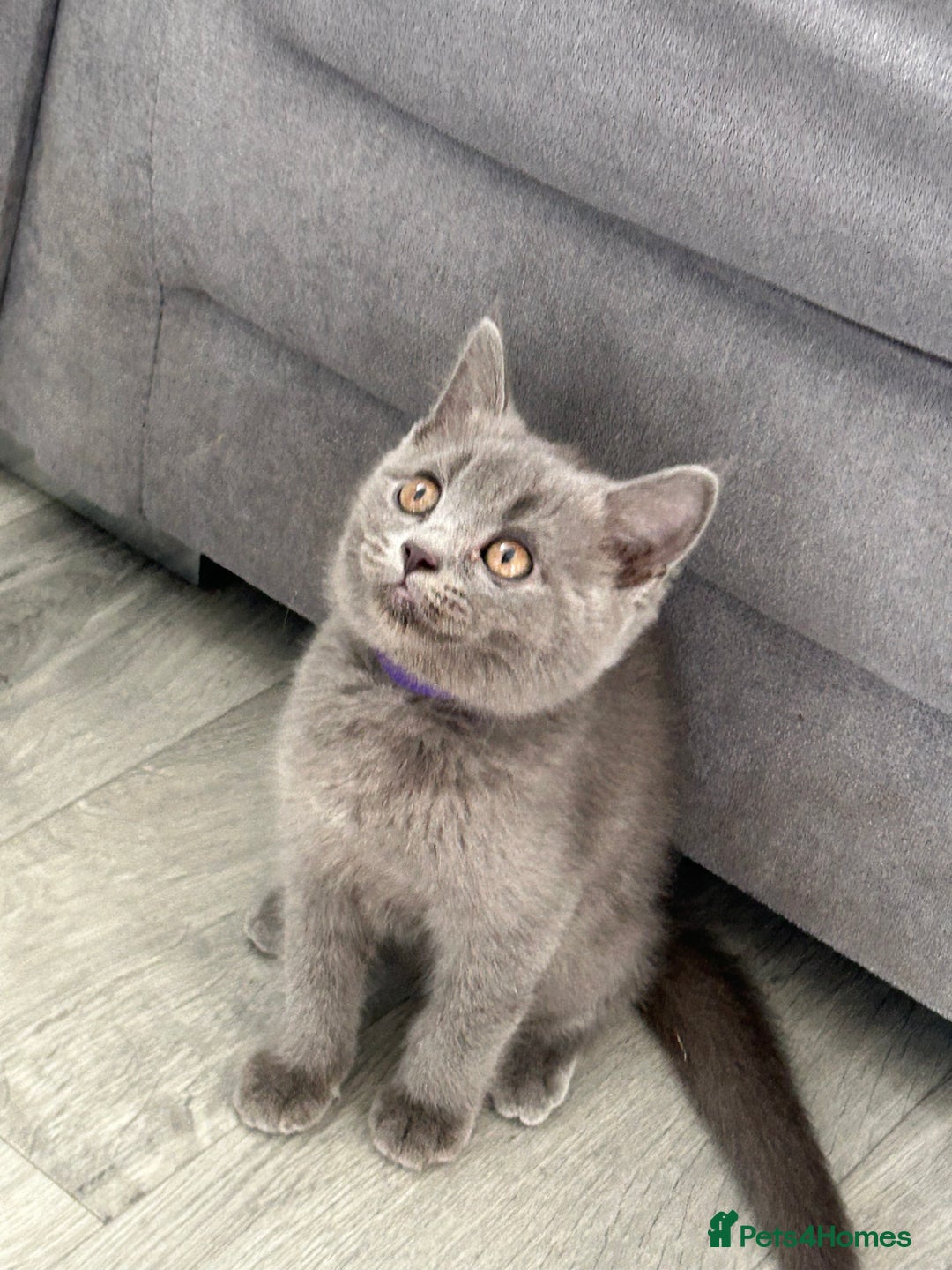 British Shorthair cats for sale: British shorthair kittens  - Image 2