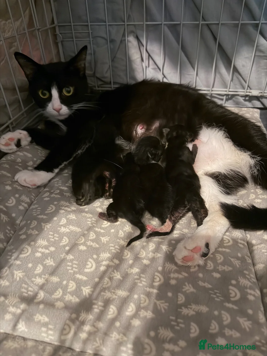 Mixed Breed cats for sale: mixed ragdol - Advert 1