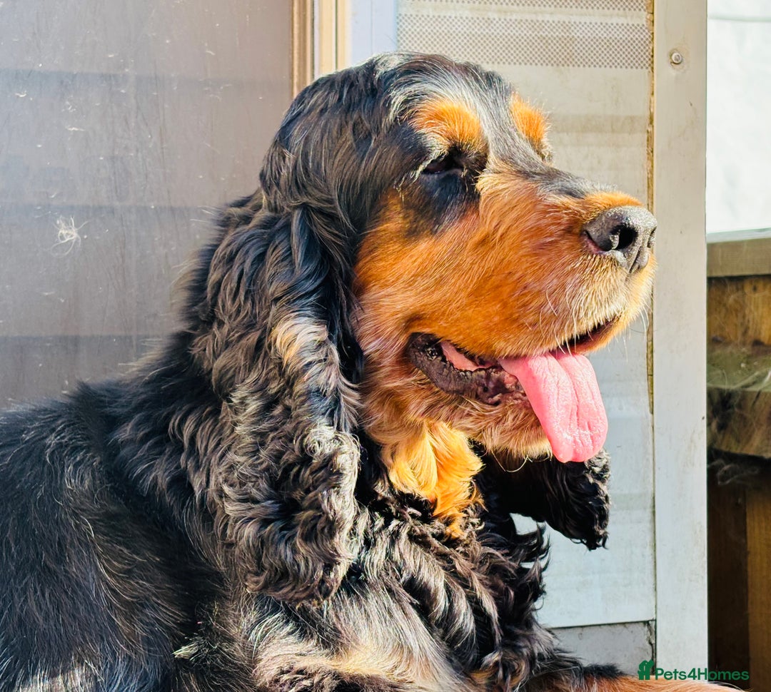 Cocker Spaniel dogs for sale: Retirement home  - Image 8