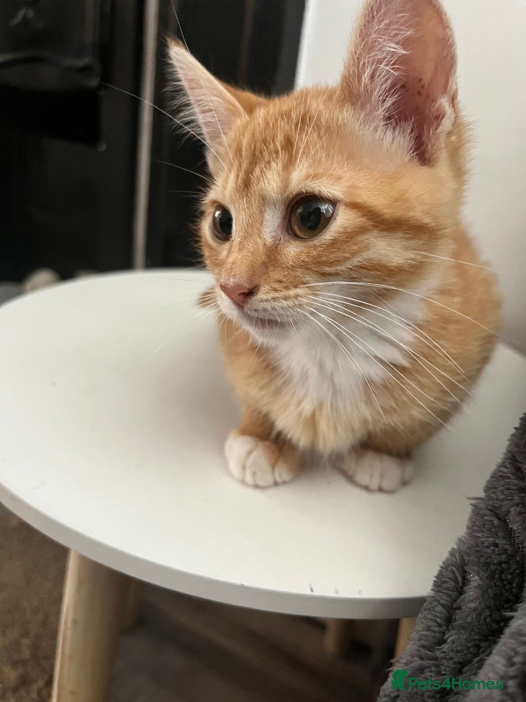 Mixed Breed cats for sale: Pixie bob mixed kittens - Image 20