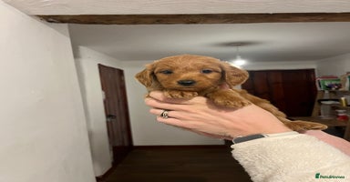 Mini Goldendoodle dogs - Advert 3