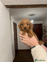 Mini Goldendoodle dogs - Advert 3