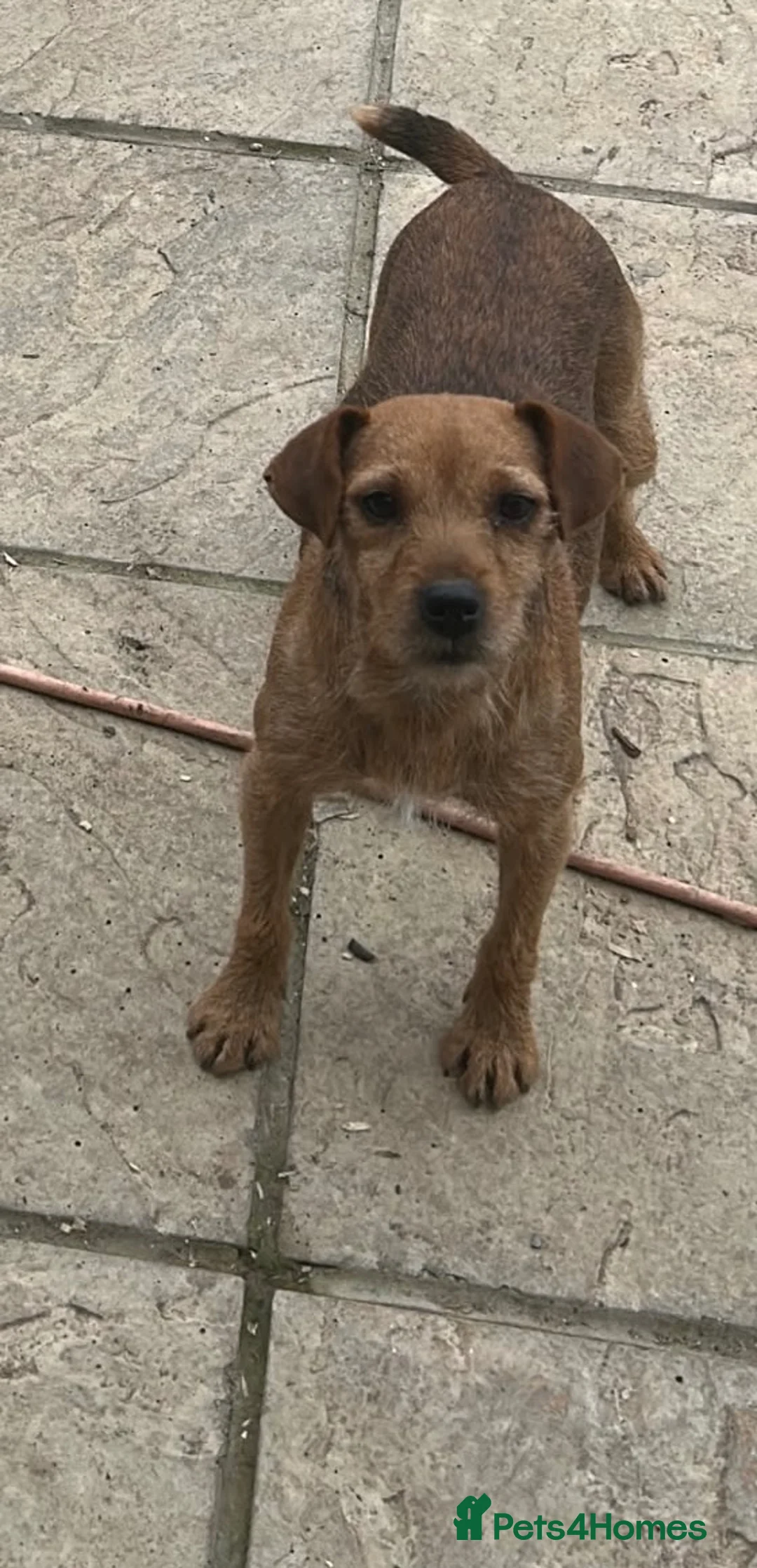 Mixed Breed dogs for sale: 🐾4 Adorable Puppies ready for there new home 🐾 - Advert 1