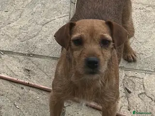 Mixed Breed dogs 🐾4 Adorable Puppies ready for there new home 🐾 - Advert 1