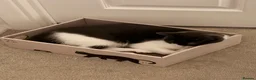Mixed Breed cats for sale: Rehoming 2 cats - Advert 10