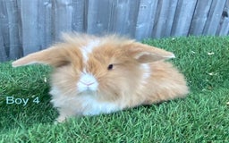 Mini Lion Lop rabbits for sale: Adorable Mini Lion Lops available for Loving Homes - Image 11