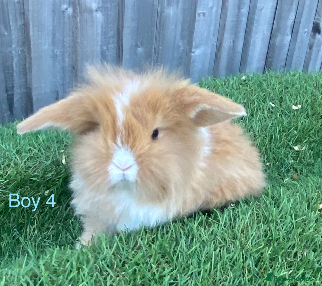 Mini Lion Lop rabbits for sale: Adorable Mini Lion Lops available for Loving Homes - Image 11