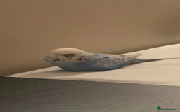 Budgerigars birds for sale: 3 budgies looking for new home  - Image 3