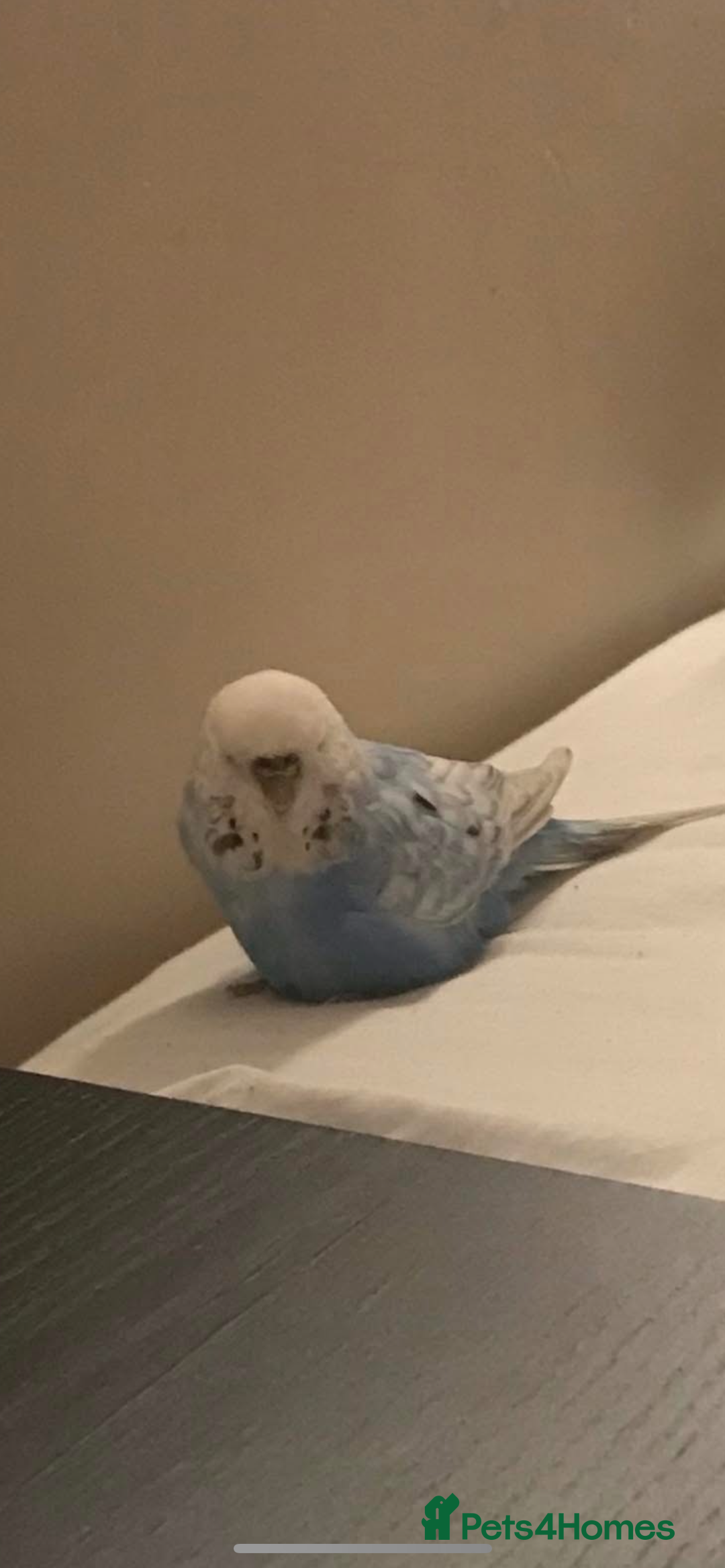 Budgerigars birds for sale: 3 budgies looking for new home  - Image 3