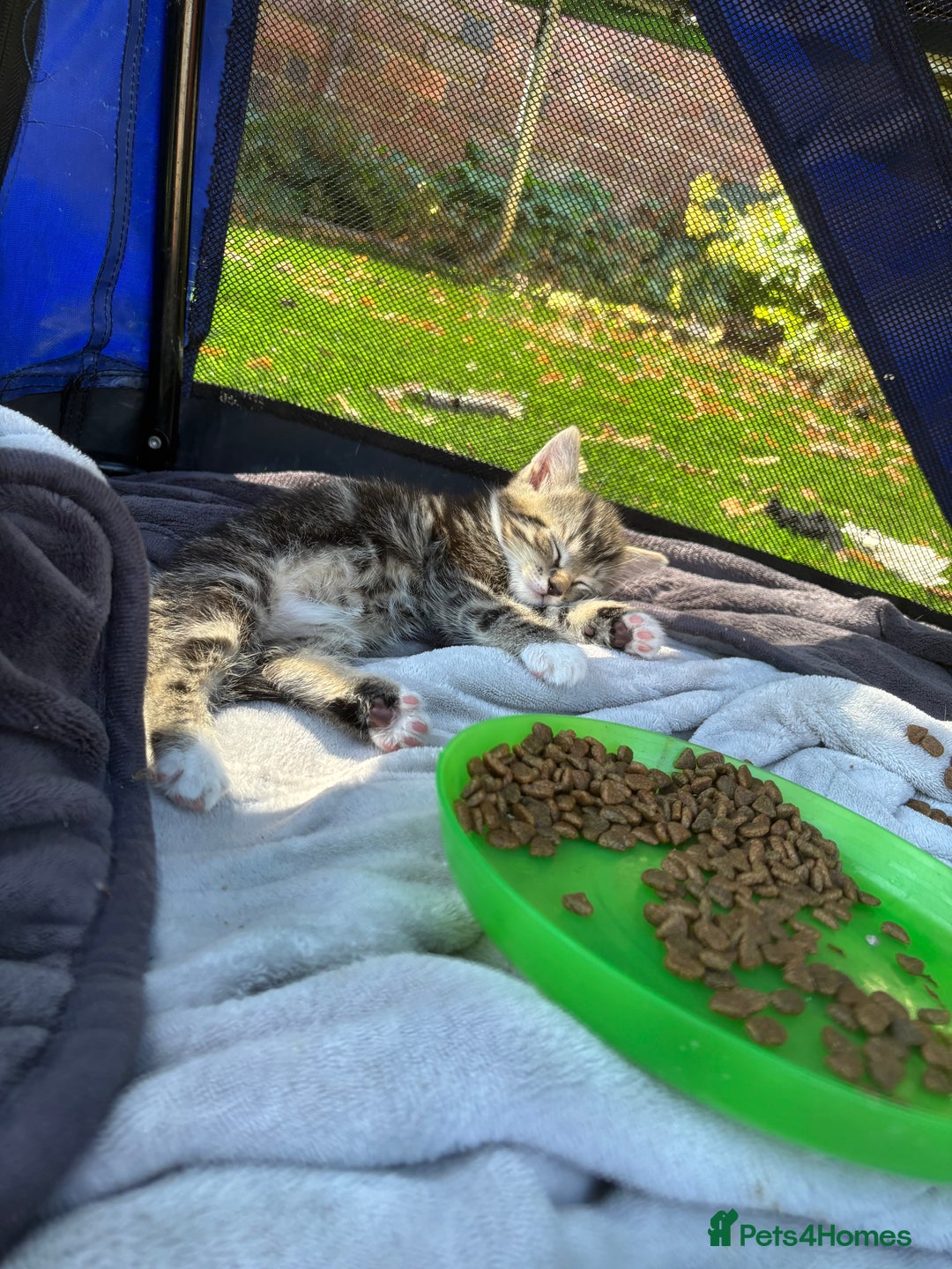 Mixed Breed cats for sale: 3 cute kittens ready for new home - Image 17