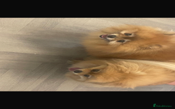 Pomeranian dogs for sale: Pomeranian 2 boy and 1 girl for sale KC reg - Image 7