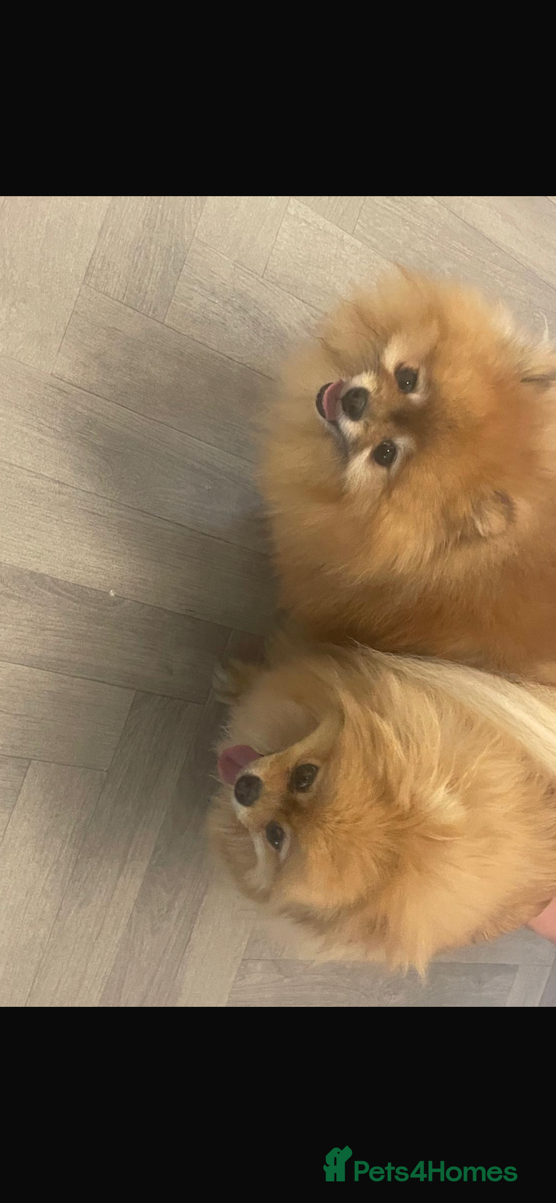 Pomeranian dogs for sale: Pomeranian 2 boy and 1 girl for sale KC reg - Image 7