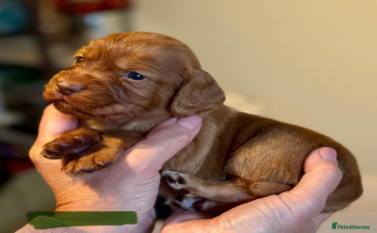 Cocker Spaniel dogs Stunning Litter of Red Cocker Spaniels  - Advert 3