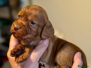 Cocker Spaniel dogs Stunning Litter of Red Cocker Spaniels - Advert 1