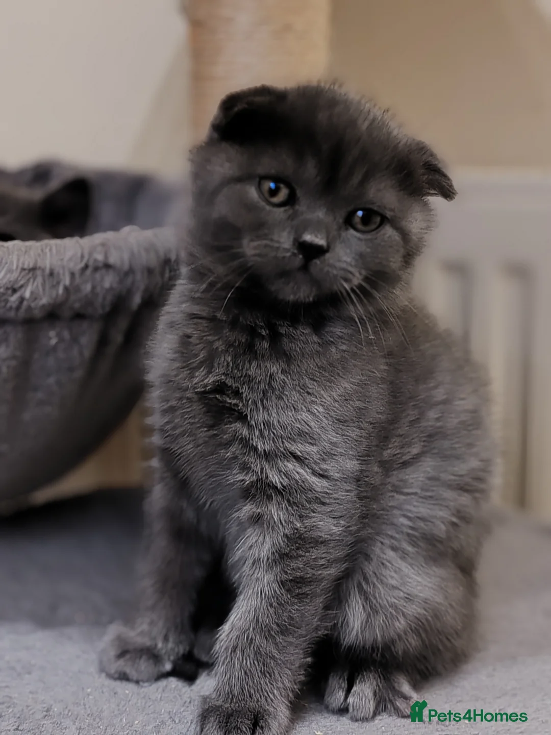 Scottish Fold cats for sale: Adorable Scottish Fold kittens - Advert 15