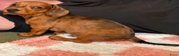 Miniature Dachshund dogs for sale: KC Miniature Dachshund Puppies For Sale - Advert 5