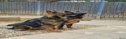 German Shepherd dogs for sale: Beautiful german shepherd puppies for sale  - Advert 30