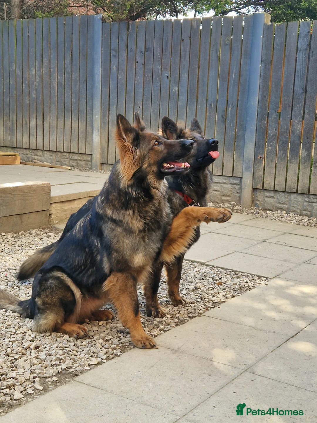 German Shepherd dogs for sale: Beautiful german shepherd puppies for sale  - Advert 30