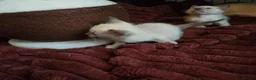 Tonkinese cats for sale: First generation, pedigree, registered,vet checked - Advert 8