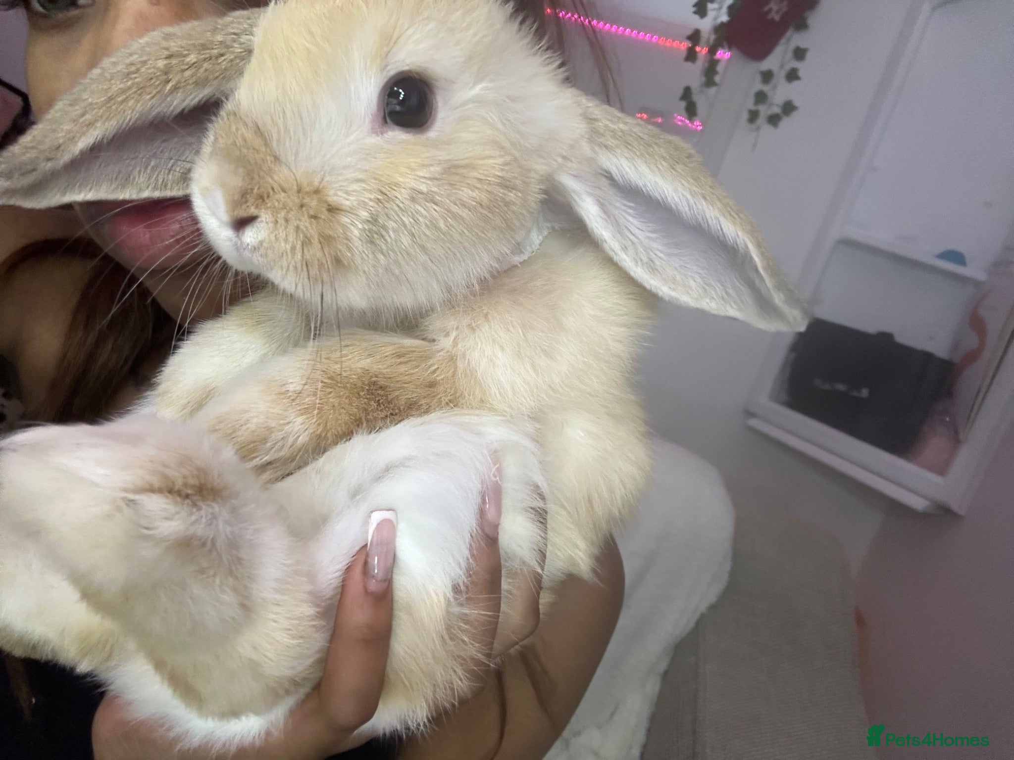 Mini Lop rabbits Chip & Dolly indoor bunny  - Advert 15