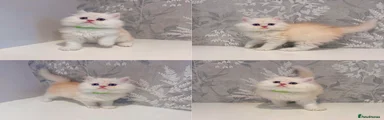Simba