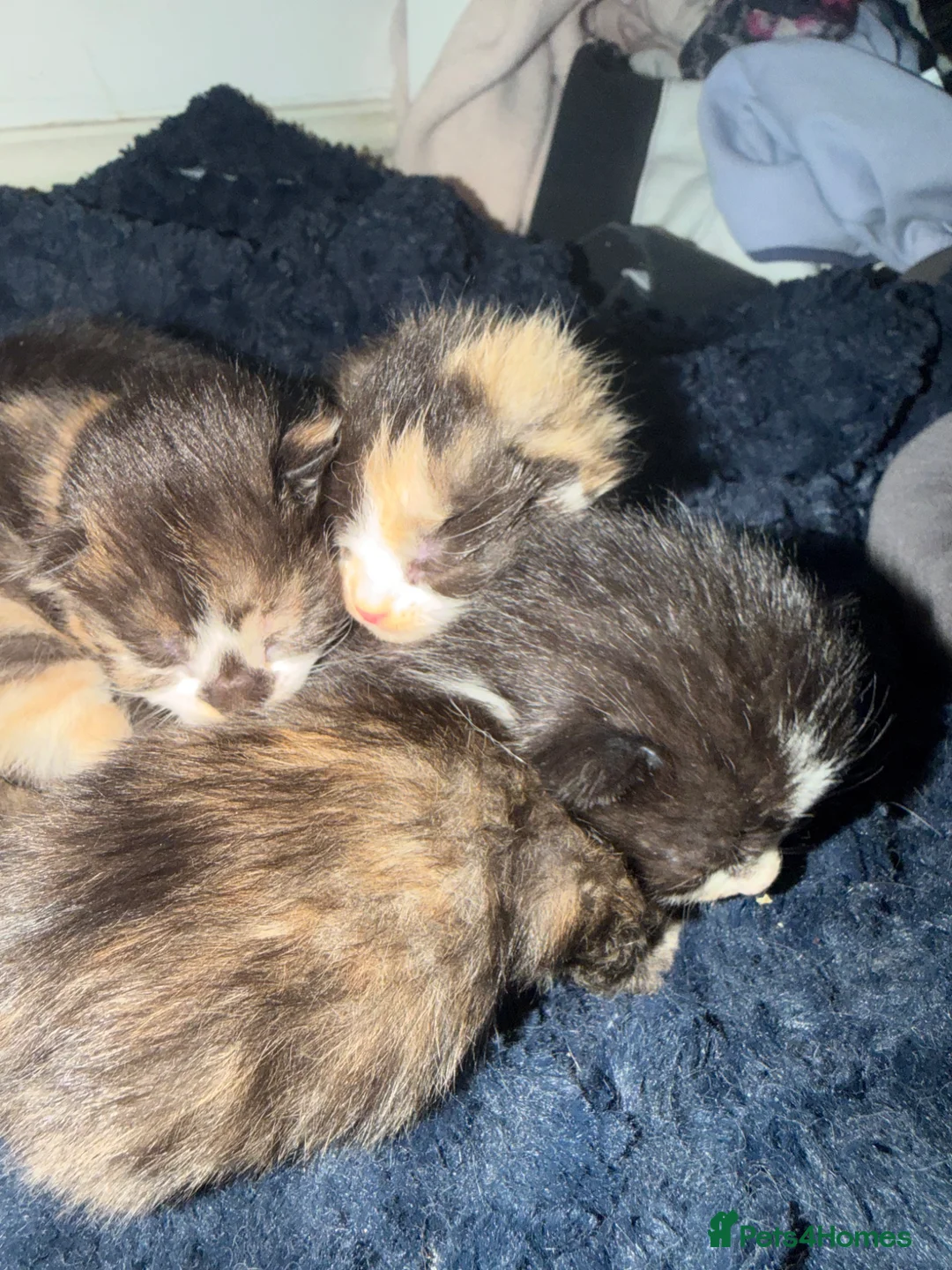 Mixed Breed cats for sale: FOR SALE: calico and black white kittens  - Advert 4