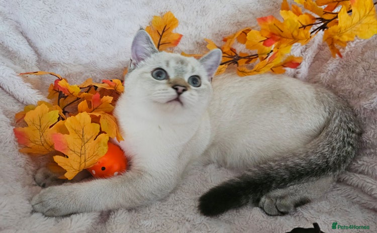 Scottish Fold cats - Advert 1