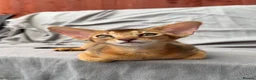 Abyssinian cats for sale: Gorgeous Abyssinian ruddy girls🤎❤️ - Advert 7