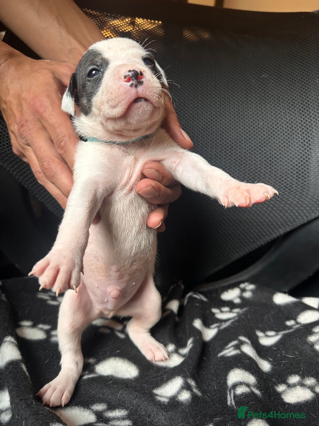 Mixed Breed dogs for sale: American bulldog staffy 🏡 - Image 28