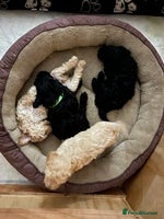 Miniature Poodle dogs Gorgeous miniature poodle pups - Advert 10