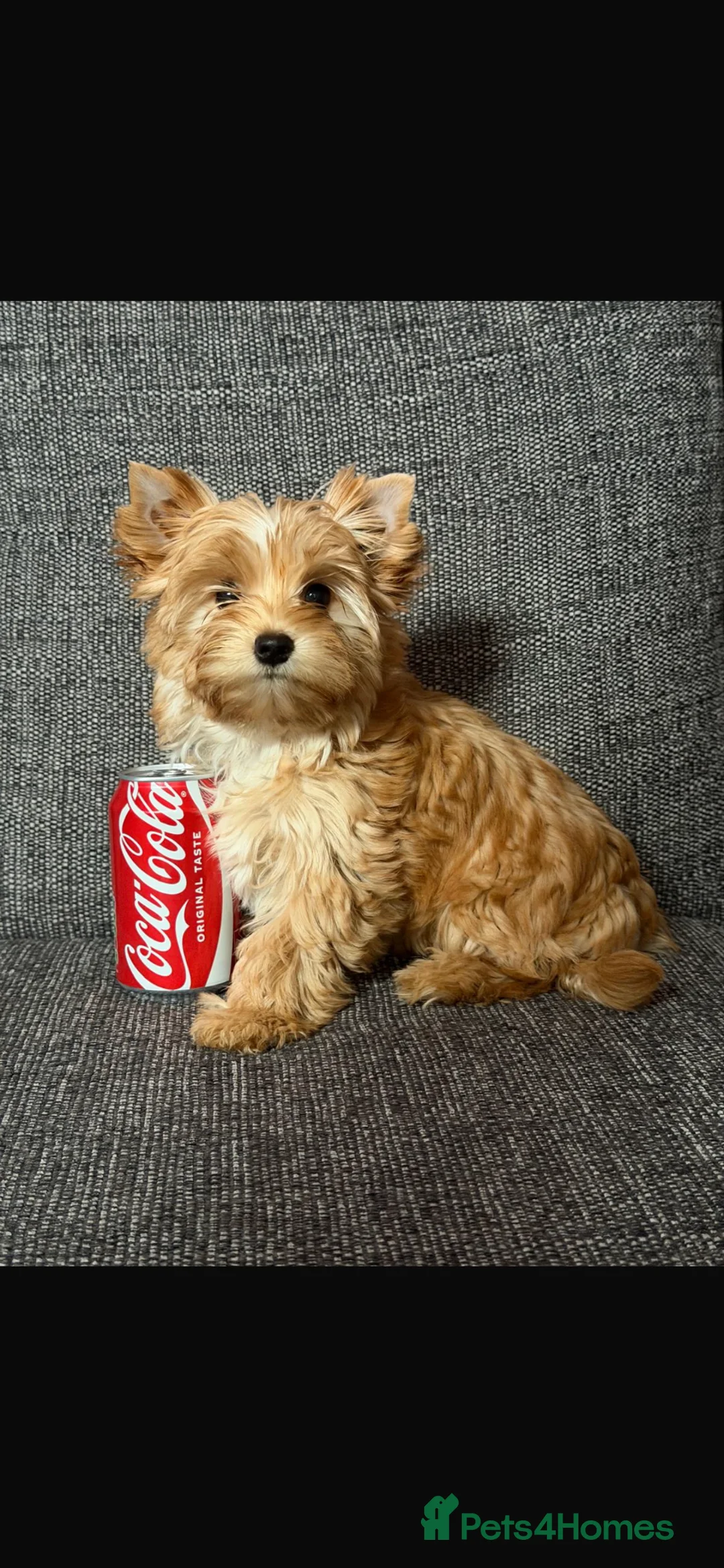 Yorkshire Terrier dogs for sale: Yorkshire terrier mini in Sunderland - Advert 2