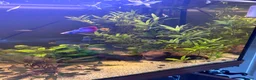 Bettas fish for sale: Tropical fish bundle  - Advert 6