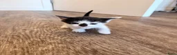 American Shorthair cats for sale: 🐾 6 BEAUTIFUL AMERICAN SHORTHAIR KITTENS 🐾 in Enfield - Advert 5