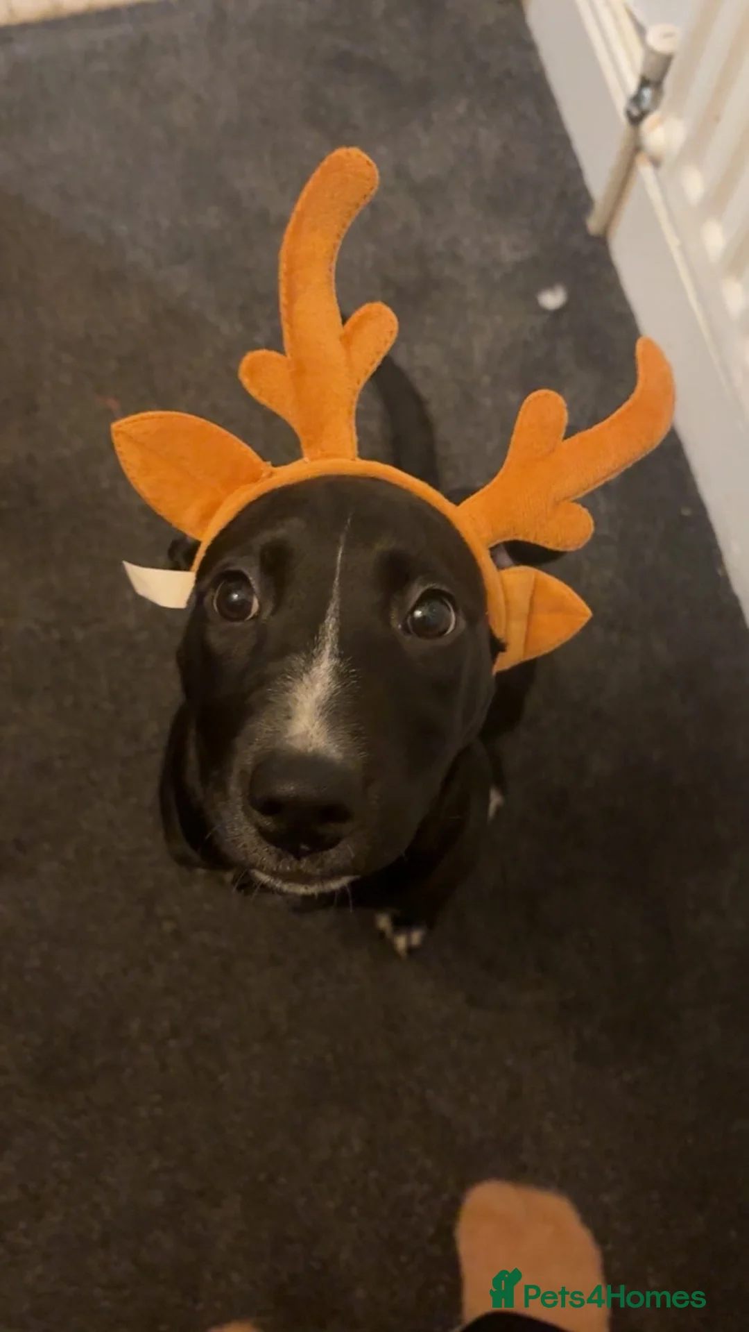 Mixed Breed dogs for adoption: Luci labrador/staffy in East Boldon - Advert 12