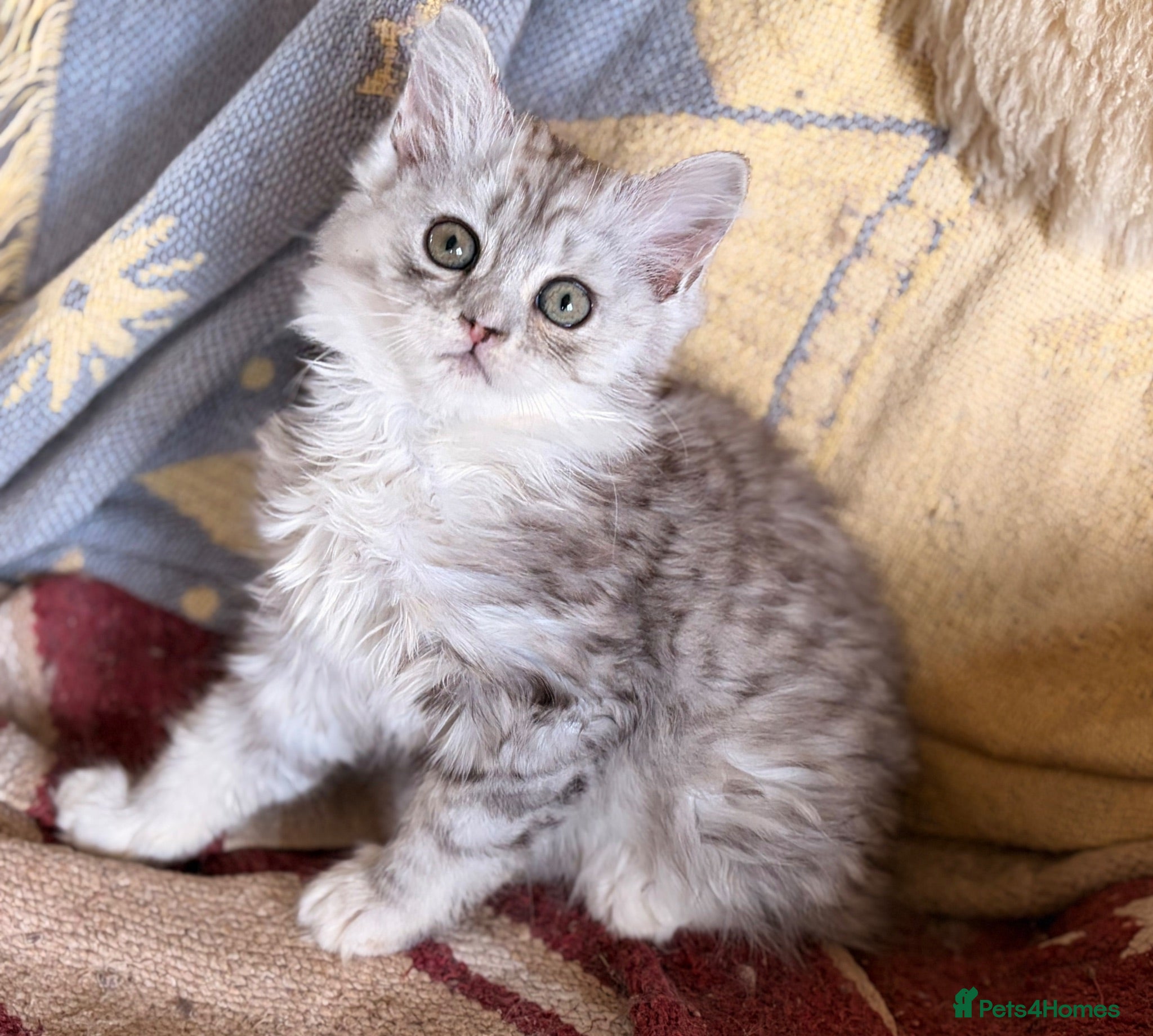 Scottish Fold cats GORGEOUS SCOTTISH FOLD X EXOTIC PERSIAN KITTENS - Advert 5