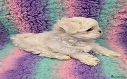 Maltese dogs for sale: FULL KOREAN KC REGISTERED MALTESE PUPIES - Image 5