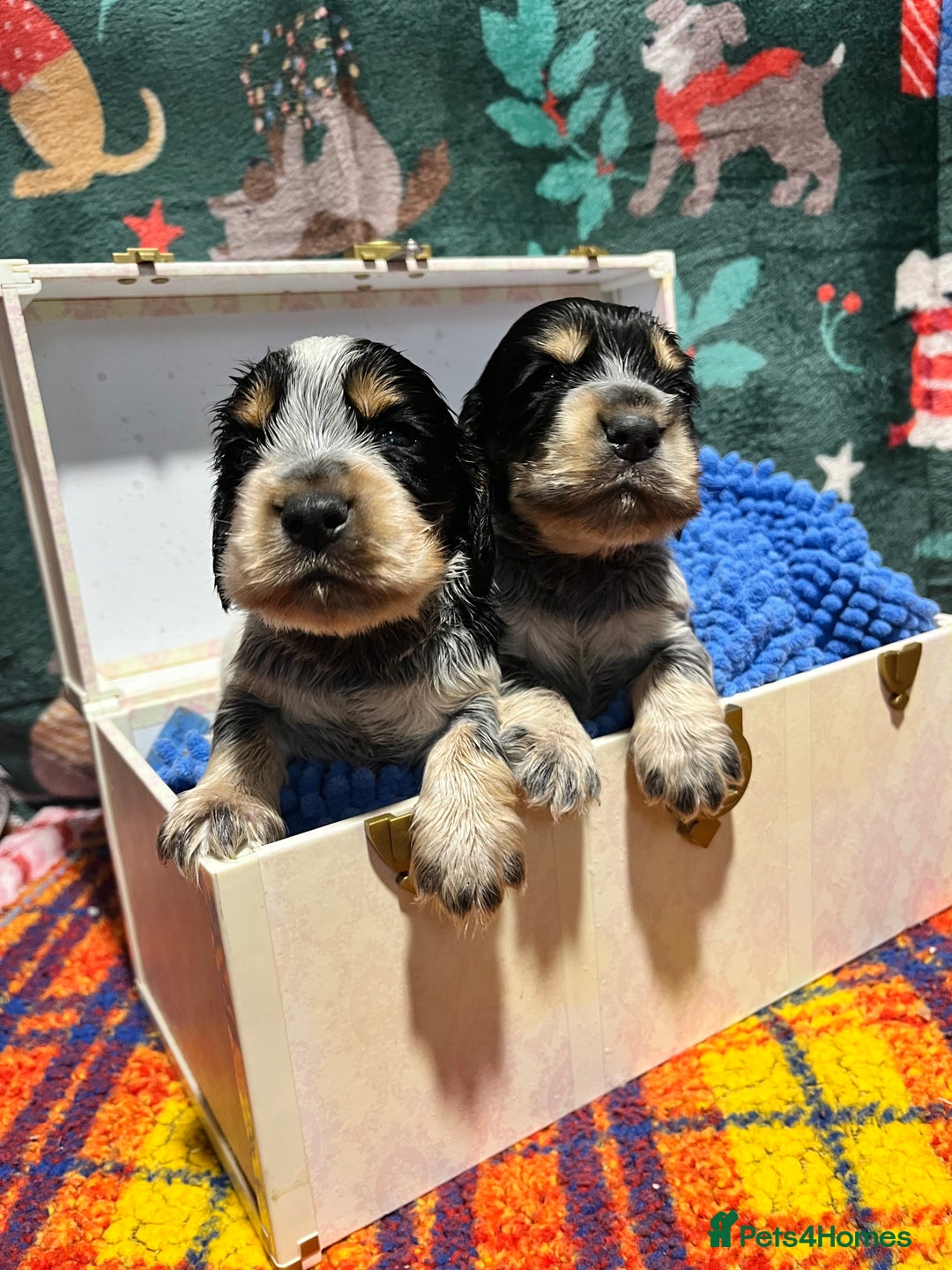 Cocker Spaniel dogs for sale: Kc Reg Cocker Spaniels parents DNA Clear  - Advert 4