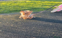 Yorkshire Terrier dogs for sale: Yorkshire terrier  **   - Advert 18