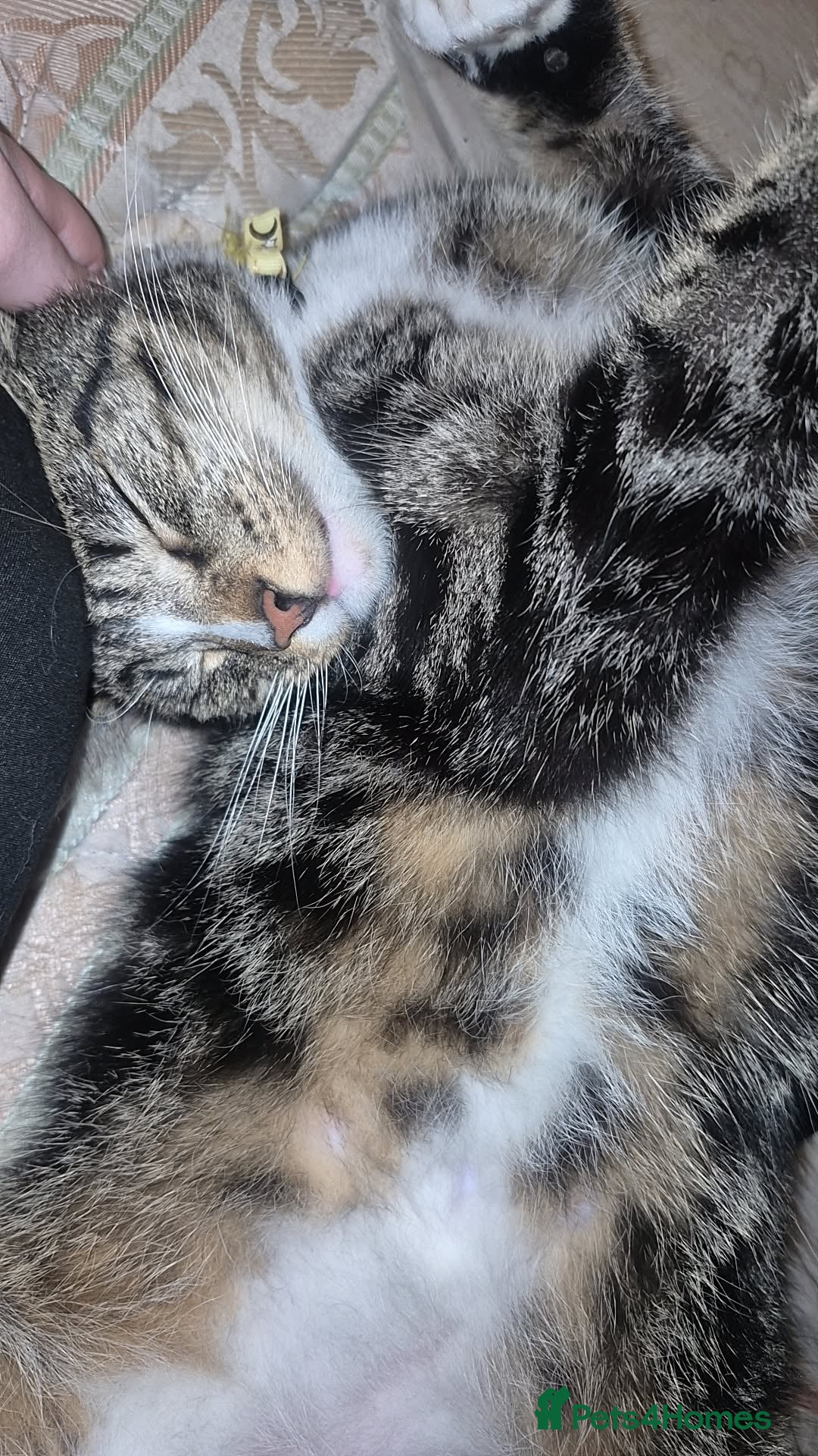 Mixed Breed cats Mickey x - Advert 16