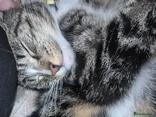 Mixed Breed cats Mickey x - Advert 16