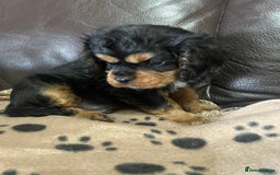 Cavalier King Charles Spaniel dogs for sale: Beautiful Cavalier King Charles Spaniel Puppies - Image 7
