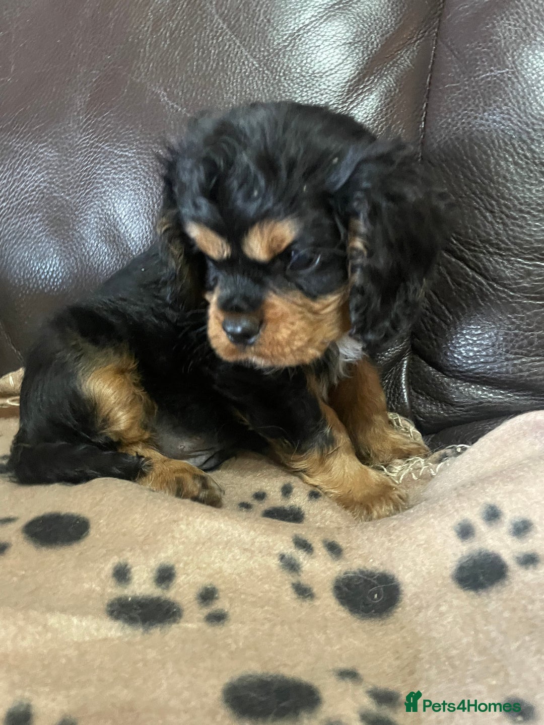 Cavalier King Charles Spaniel dogs for sale: Beautiful Cavalier King Charles Spaniel Puppies - Image 7