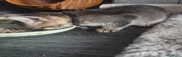 Mixed Breed cats for sale: 1 beautiful bengal x tabby kitten - Advert 7