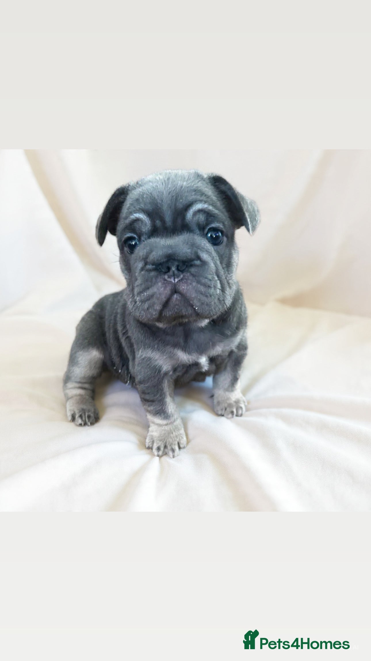 French Bulldog dogs ✨Two Gorgeous French Bulldog Boys ✨ - Advert 9