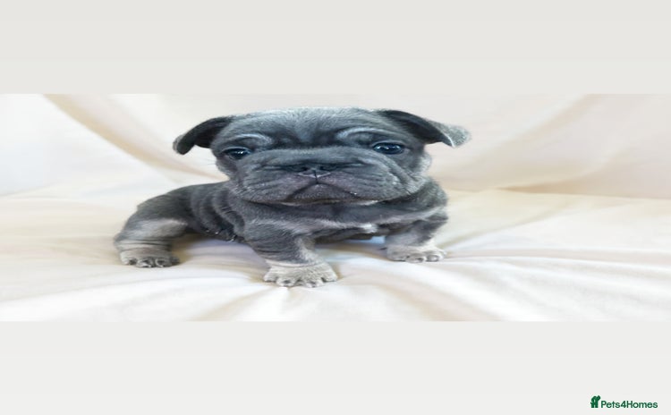 French Bulldog dogs BIG ROPE FRENCH BULLDOGS - Advert 5