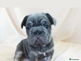 French Bulldog dogs BIG ROPE FRENCH BULLDOGS - Advert 3