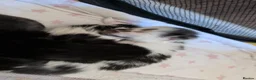 Mixed Breed cats for sale: Black and white kittens  in Corby - Advert 14