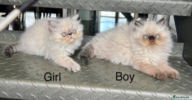 Persian cats - Advert 12