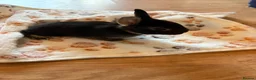 Rex rabbits for sale: Black Otter Mini Rex Bunnies  - Advert 12