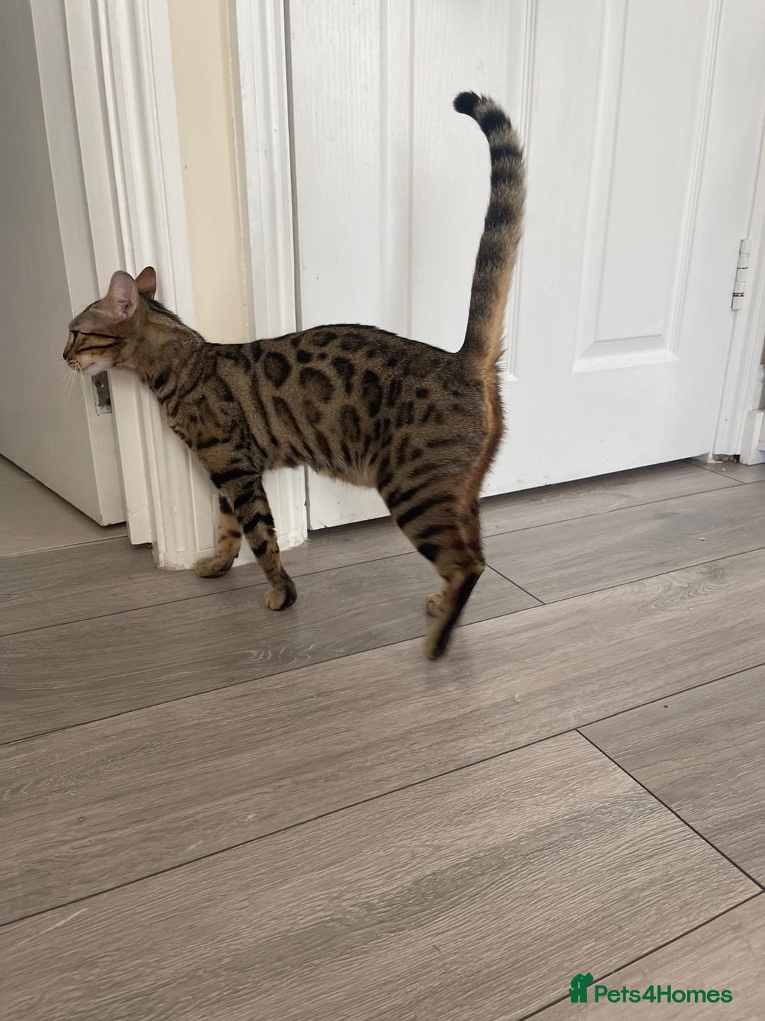 Bengal cats for sale: 5 Outstanding bengal kittens ready for a family  - Advert 2